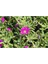Videolu Acem Halısı Bitkisi 10 Adet Mor Çiçek Açan 10-20 cm Tüplü Çiçekli Bodur Persian Shield 2