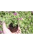 Videolu Acem Halısı Bitkisi 10 Adet Mor Çiçek Açan 10-20 cm Tüplü Çiçekli Bodur Persian Shield 3