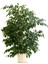 Videolu Gösterişli Benjamin Çiçeği Fidanı 50-70 cm Saksılı Çiçekli Bodur Bitkiler Ficus Benjamina 1