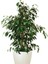 Videolu Gösterişli Benjamin Çiçeği Fidanı 50-70 cm Saksılı Çiçekli Bodur Bitkiler Ficus Benjamina 2
