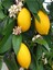 Videolu Mis Kokulu 1 Adet Yediveren Limon Fidanı 80-100 cm Saksılı (Lemon Sapling) 1