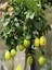 Videolu Mis Kokulu 1 Adet Yediveren Limon Fidanı 80-100 cm Saksılı (Lemon Sapling) 2