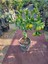 Videolu Mis Kokulu 1 Adet Yediveren Limon Fidanı 80-100 cm Saksılı (Lemon Sapling) 3