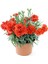 Videolu Kokulu Kırmızı Bodur Karanfil Çiçeği 1 Adet Saksılı 20-40 cm (Dianthus Caryophyllus Red) 5