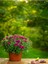 Videolu Kasımpatı Karışık Renk 1 Adet Saksıda 12-30 cm İç/ Dış Mekan Bitkisi (Chrysanthemum) 3