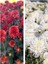 Videolu 2 Adet Beyaz Kırmızı Kasımpatı Çiçeği Fidanı 15-25 cm Saksılı Çiçekli Bodur(Chrysanthemum) 1