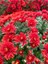 Videolu 2 Adet Beyaz Kırmızı Kasımpatı Çiçeği Fidanı 15-25 cm Saksılı Çiçekli Bodur(Chrysanthemum) 2