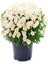 Videolu 2 Adet Beyaz Kırmızı Kasımpatı Çiçeği Fidanı 15-25 cm Saksılı Çiçekli Bodur(Chrysanthemum) 3