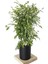 Videolu Dikkat Çeken Alacalı Benjamin Çiçeği Fidanı 50-70 cm Saksılı Çiçekli Bodur Ficus Benjamina 2