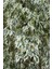 Videolu Dikkat Çeken Alacalı Benjamin Çiçeği Fidanı 50-70 cm Saksılı Çiçekli Bodur Ficus Benjamina 3