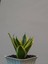 Videolu Bodur Kılıç Fidanı 20-40 cm Saksılı Çiçekli Bodur Bitkiler Gladiolus 2