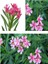 Videolu Pembe Çiçekli Zakkum Fidanı 40-60 cm Tüplü Çiçekli Bodur Bitkiler Pink Oleander 1