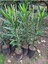 Videolu Pembe Çiçekli Zakkum Fidanı 40-60 cm Tüplü Çiçekli Bodur Bitkiler Pink Oleander 2