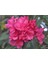 Videolu Pembe Çiçekli Zakkum Fidanı 40-65 cm Tüplü Çiçekli Bodur Bitkiler Pink Oleander 1