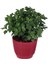 Kasımpatı Saksı’da (Chrysanthemum) Turuncu Renk 1