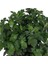 Kasımpatı Saksı’da (Chrysanthemum) Turuncu Renk 2