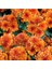 Kasımpatı Saksı’da (Chrysanthemum) Turuncu Renk 3