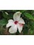 Videolu Beyaz Japon Gülü Çiçeği Fidanı 25-35 cm Saksılı Çiçekli Bodur Bitkiler Japanese Rose 1