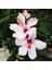 Videolu Beyaz Japon Gülü Çiçeği Fidanı 25-35 cm Saksılı Çiçekli Bodur Bitkiler Japanese Rose 2