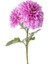 Videolu 1 Adet Pembe Kasımpatı Çiçeği Fidanı 15-25 cm Saksılı Çiçekli Bodur Bitkiler Chrysanthemum 3