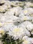 Videolu 1 Adet Beyaz Kasımpatı Çiçeği Fidanı 15-25 cm Saksılı Çiçekli Bodur Bitkiler Chrysanthemum 2
