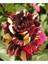 Videolu Çift Renk 1 Adet Sihirbaz Gül Fidanı 40 - 60 cm Saksılı (Wizard Rose Sapling) 1