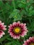 Videolu 10 Adet Pembe Gazanya Çiçeği Fidanı 25-45 cm Saksılı Çiçekli Bodur Bitkiler Gazania 1