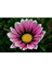 Videolu 10 Adet Pembe Gazanya Çiçeği Fidanı 25-45 cm Saksılı Çiçekli Bodur Bitkiler Gazania 2