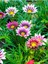 Videolu 10 Adet Pembe Gazanya Çiçeği Fidanı 25-45 cm Saksılı Çiçekli Bodur Bitkiler Gazania 3