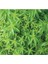 Videolu Limon Melisa Fidanı 40-60 cm Saksılı Çiçekli Bodur Bitkiler Lemon Balm 2