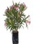 Videolu Pembe Zakkum Fidanı Saksılı 40-65 cm Saksılı Çiçekli Bodur Bitkiler Oleander 2