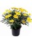 Videolu Sarı Çalı Papatyası 20-45 cm Saksılı Çiçekli Bodur Bitkiler Yellow Daisy 1