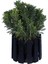 Videolu Sarı Çalı Papatyası 20-45 cm Saksılı Çiçekli Bodur Bitkiler Yellow Daisy 3