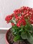 Videolu Turuncu Kalanşo (Emel Hanım) Çiçeği Fidanı 15-35 cm Çiçekli Bodur Bitkiler Orange Kalanchoe 3