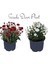 Videolu Kasımpatı Kırmızı-Beyaz 2 Adet Saksıda 15-25 cm Krizantem Çiçekli Bitki (Chrysanthemum) 2