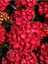 Videolu Kırmızı Çiçekli Ortanca Fidanı 30-60 cm Tüplü Çiçekli Bodur Bitkiler Red Hydrangea 1