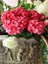 Videolu Kırmızı Çiçekli Ortanca Fidanı 30-60 cm Tüplü Çiçekli Bodur Bitkiler Red Hydrangea 2