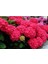 Videolu Kırmızı Çiçekli Ortanca Fidanı 30-60 cm Tüplü Çiçekli Bodur Bitkiler Red Hydrangea 3