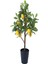 Videolu Mis Kokulu 1 Adet Yediveren Limon Fidanı 80-100 cm Saksılı (Lemon Sapling) 4