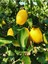 Videolu Mis Kokulu 1 Adet Yediveren Limon Fidanı 80-100 cm Saksılı (Lemon Sapling) 5