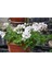 Videolu 3 Adet Karışık Renk Sakız Sardunya Çiçeği Saksılı Çiçekli Bodur Bitkiler Geranium 3