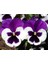 Videolu 30 Adet Beyaz Mor Hercai Menkşe Çiçeği Fidanı 5-15 cm Tüplü Çiçekli Bodur Purple Viola 1