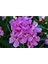 Videolu Pembe Zakkum Çiçeği Fidanı 50-70 cm Tüplü Çiçekli Bodur Bitkiler Oleander 2