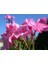 Videolu Pembe Zakkum Çiçeği Fidanı 50-70 cm Tüplü Çiçekli Bodur Bitkiler Oleander 3