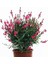 Videolu Kırmızı Gavura Çiçeği Fidanı 40-60 cm Saksılı Çiçekli Bodur Bitkiler Gaura 1
