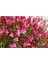 Videolu Kırmızı Gavura Çiçeği Fidanı 40-60 cm Saksılı Çiçekli Bodur Bitkiler Gaura 2