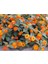 Videolu Sarı Turuncu Bodur Ağaç Minesi 30-40 cm Tüplü Çiçekli Bodur Bitkiler Orange Bark Bettle 1