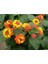 Videolu Sarı Turuncu Bodur Ağaç Minesi 30-40 cm Tüplü Çiçekli Bodur Bitkiler Orange Bark Bettle 2