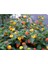 Videolu Sarı Turuncu Bodur Ağaç Minesi 30-40 cm Tüplü Çiçekli Bodur Bitkiler Orange Bark Bettle 3