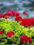 Videolu Bordo Sakız Sardunya Çiçeği Fidanı 25-35 cm Saksılı Çiçekli Bodur Bitkiler Geranium 3